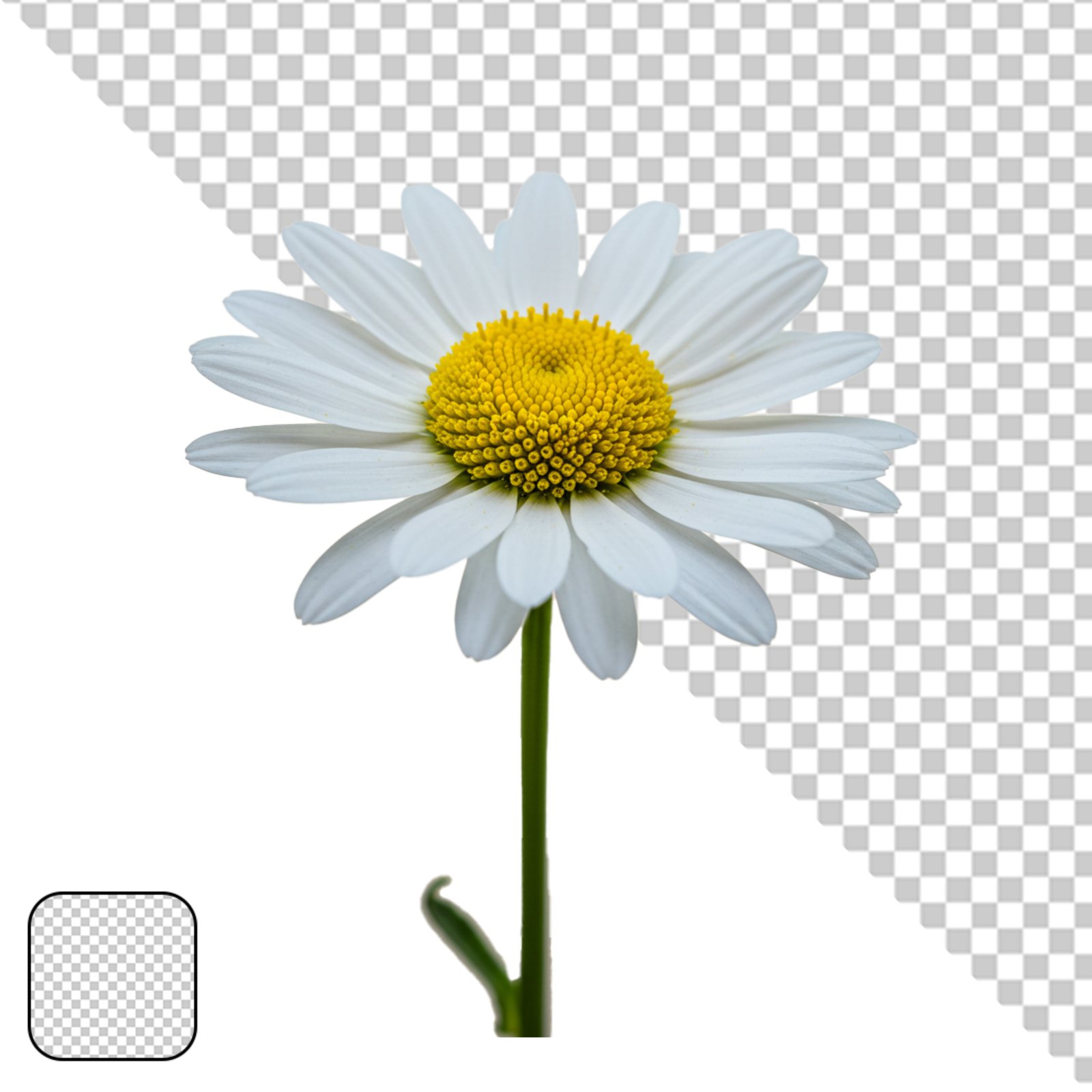 Beautiful White Daisy Flower Isolated On Transparent Background PNG