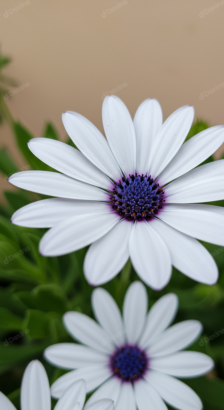 Close Up Of White Daisy Flower With Purple Core