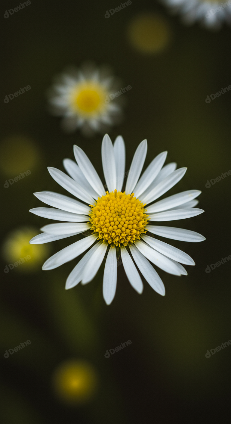 Close Up Of A Fresh White Daisy Against A Dark Background