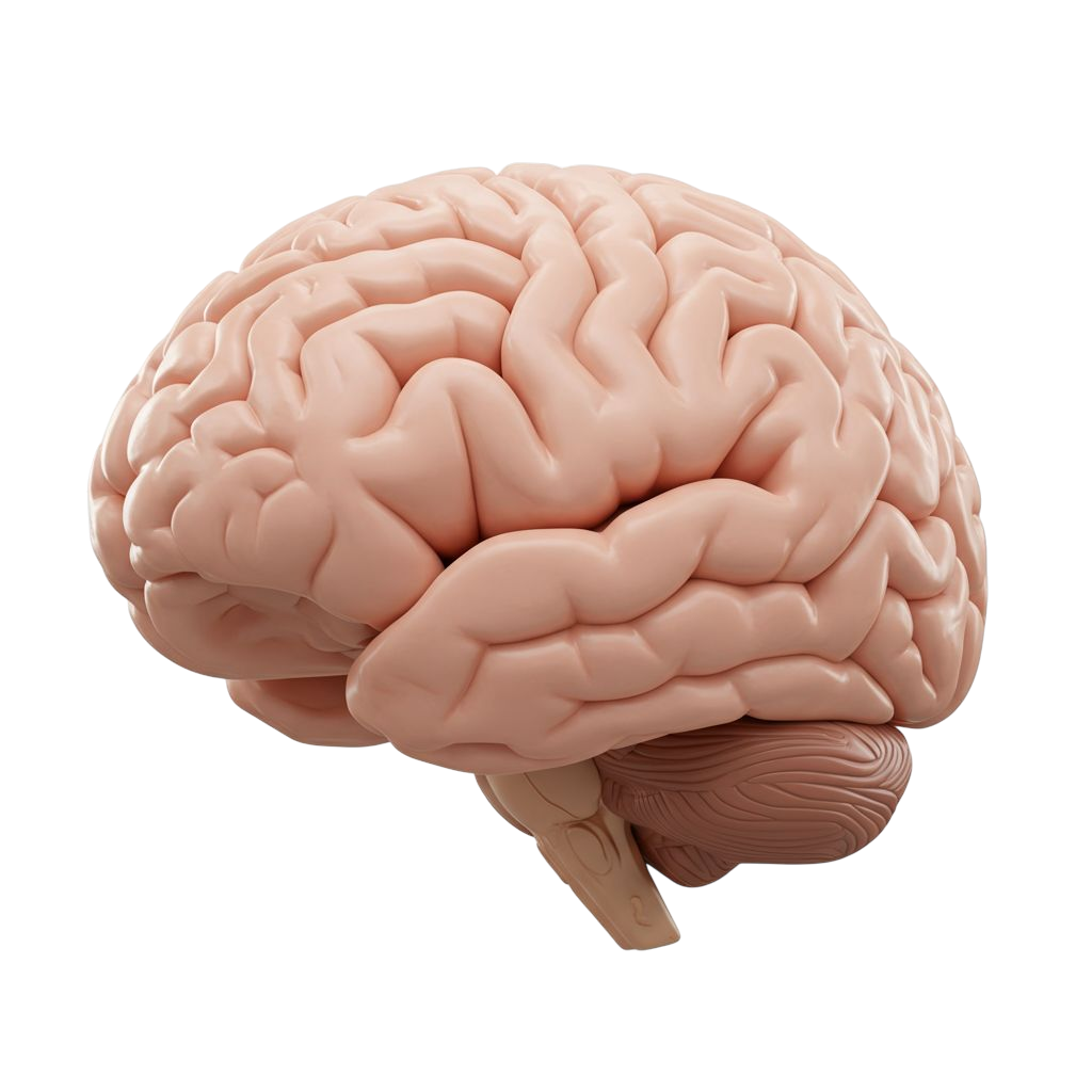 Detailed Human Brain 3D Model Isolated On Transparent Background