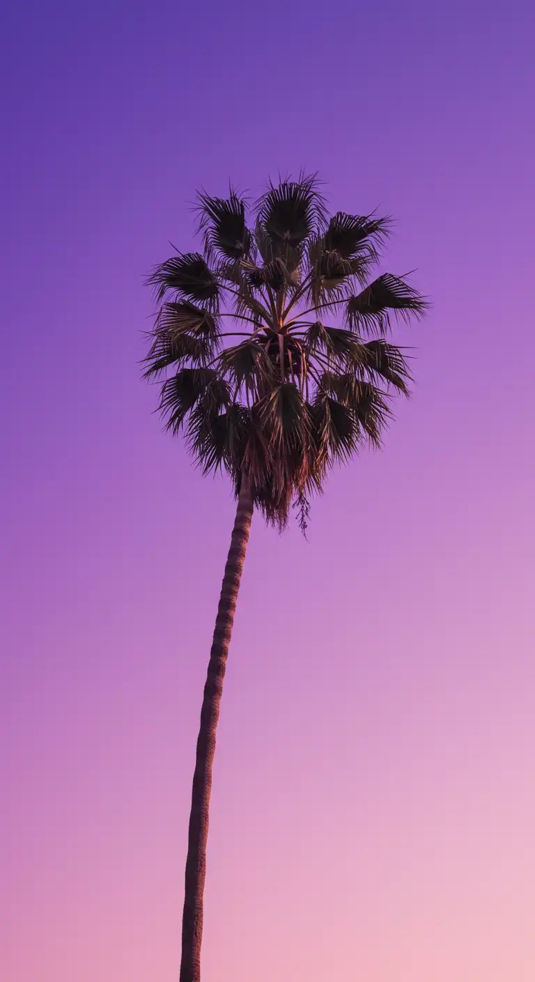Minimalist Palm Tree Silhouette Against Vibrant Purple Pink Sky