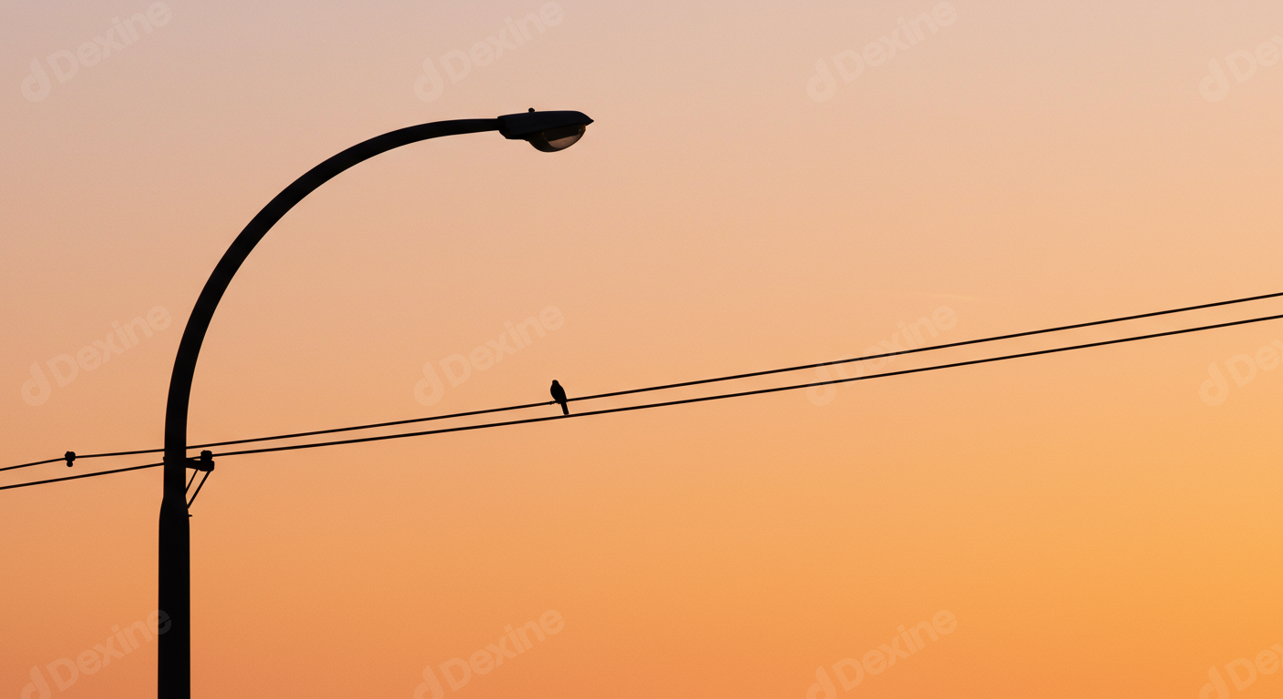 Silhouette Of Bird On Power Line And Streetlight At Sunset