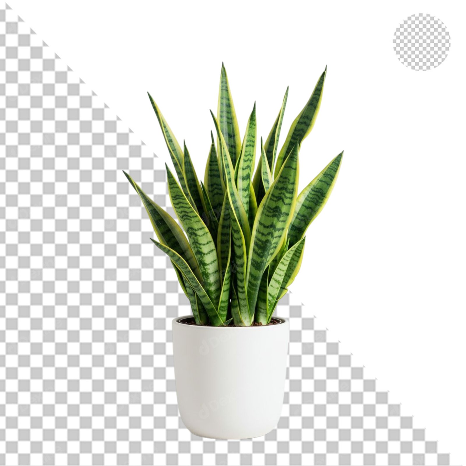 Snake Plant In White Pot Isolated On Transparent Background For Design