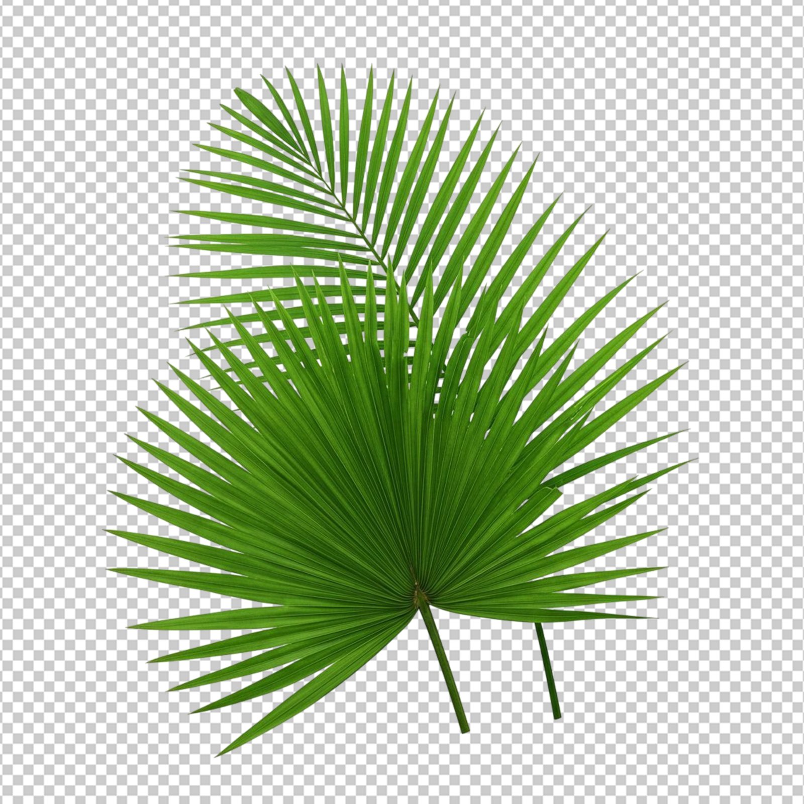Two Tropical Green Palm Leaves Isolated On Transparent Background PNG