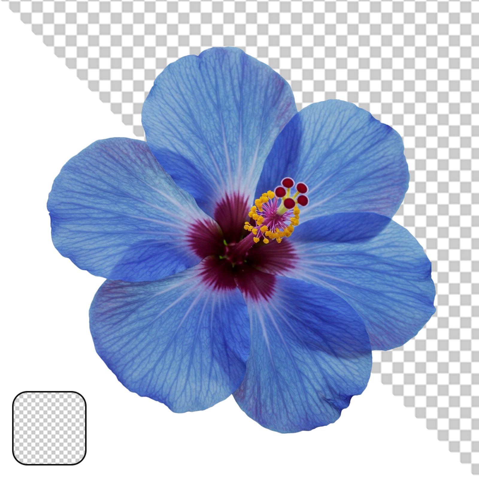 Vibrant Blue Hibiscus Flower Isolated On Transparent Background
