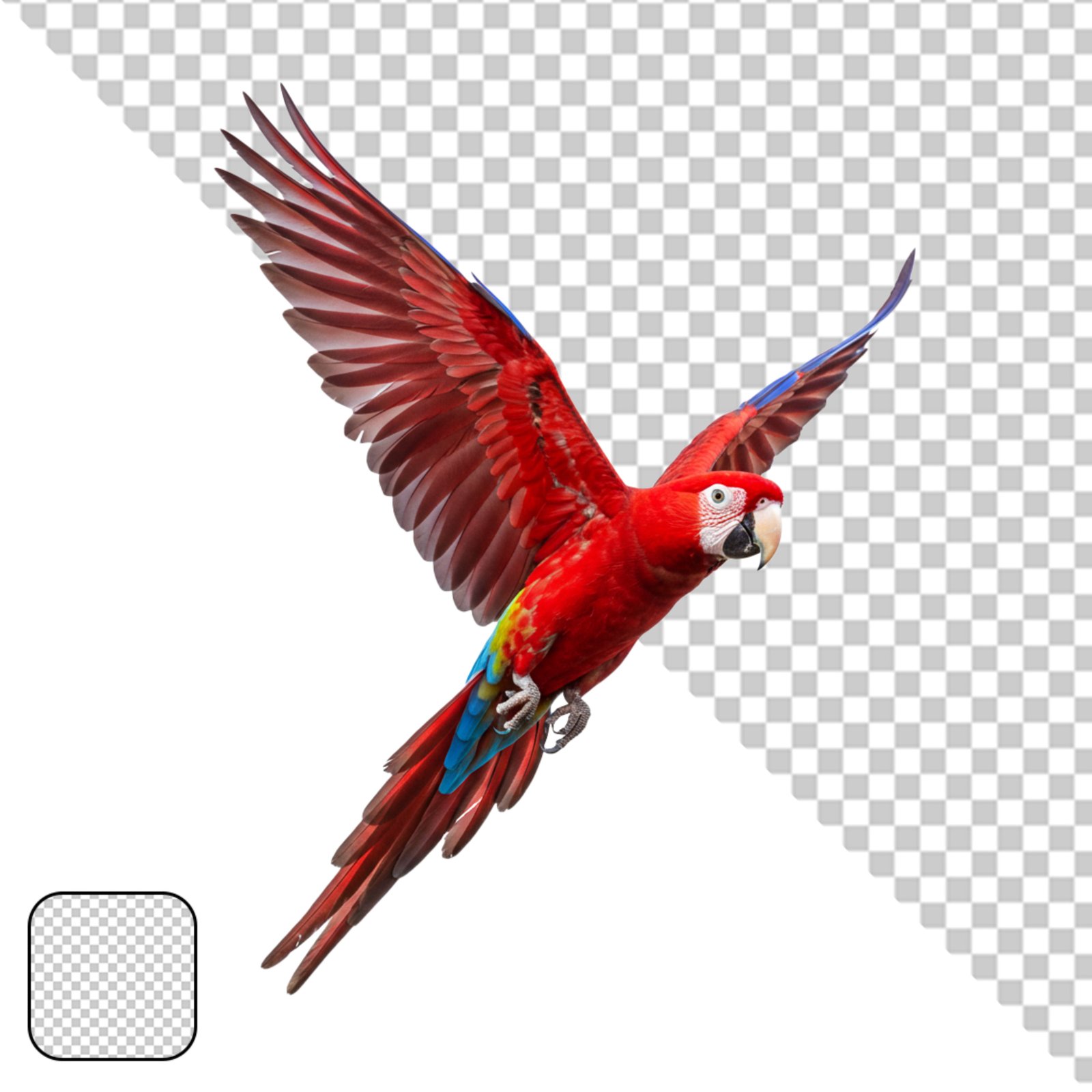 Vibrant Scarlet Macaw In Flight Isolated Transparent PNG