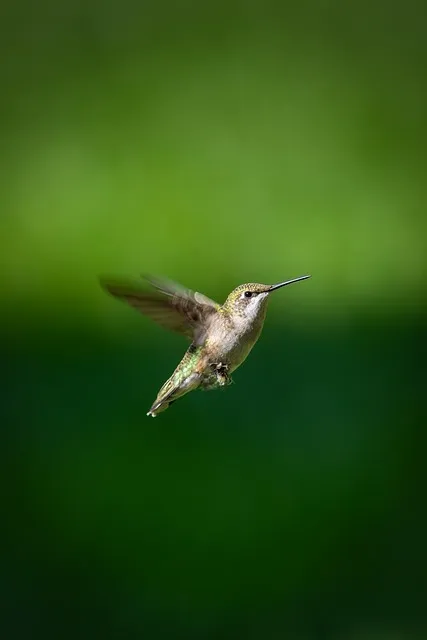 Free Bird Hummingbird photo and picture