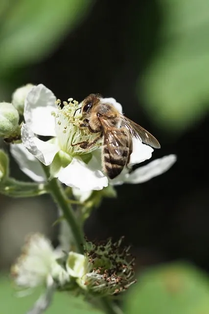 Free Bee Insect photo and picture