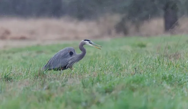Free Heron Wildlife photo and picture
