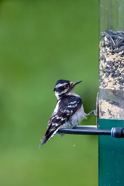 Free Hairy Woodpecker Bird photo and picture
