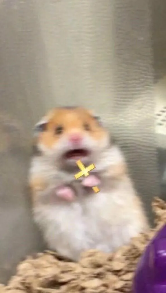 a hamster is sitting in a cage with its mouth open