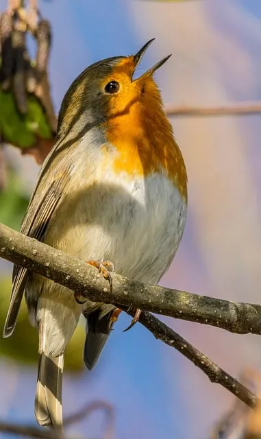 Free Robin Bird photo and picture
