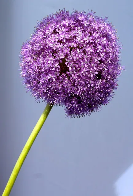 Free Allium Lock Screen Wallpaper photo and picture