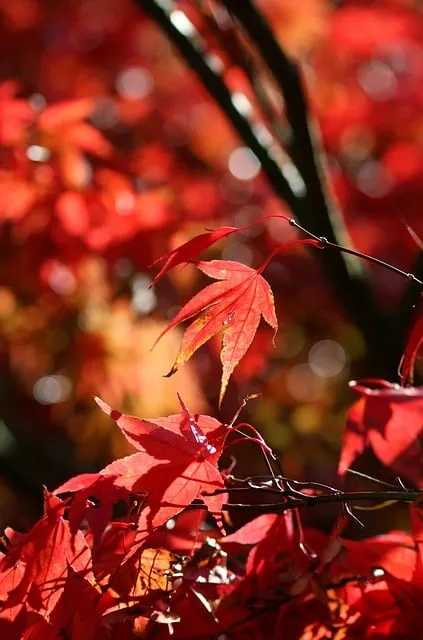 Free Red Nature photo and picture