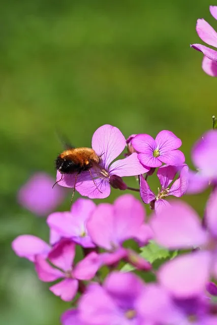 Free Bee Pink photo and picture