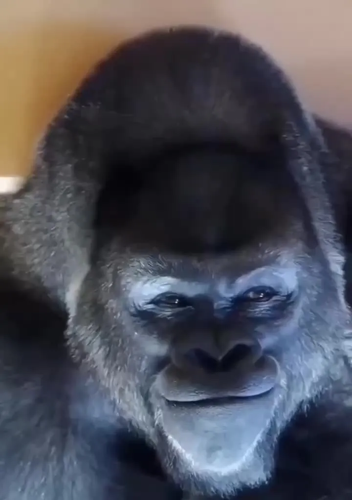 a close up of a gorilla wearing a hat