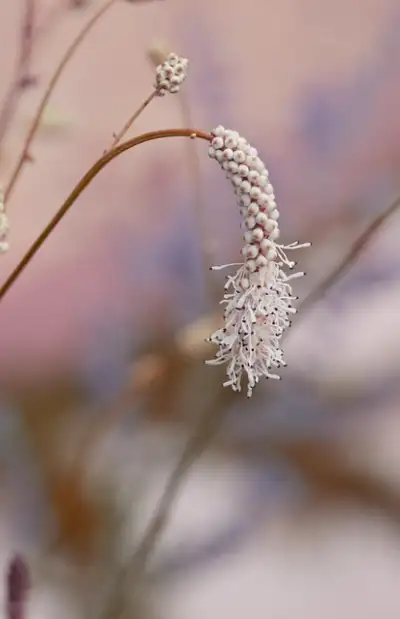 Free Blossom Flower photo and picture