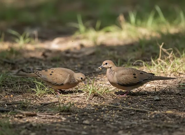 Free Doves Brown photo and picture