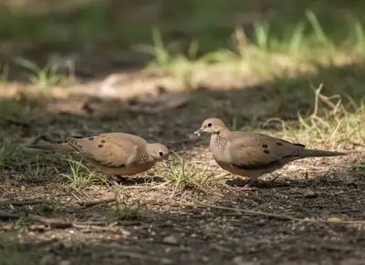 Free Doves Brown photo and picture