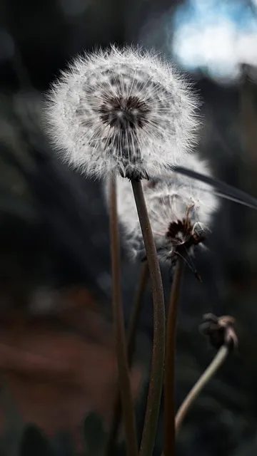 Free Dandelion Flower Background photo and picture