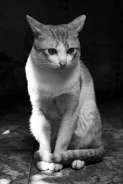 Free Animal Cat photo and picture