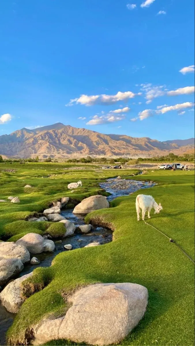 sheep grazing on grass next to a stream in the desert with mountains in the background