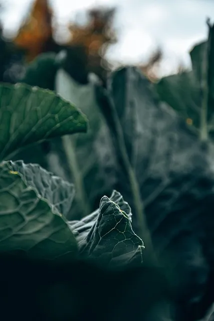 Free Wild Cabbage Vegetables photo and picture