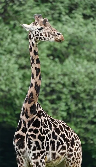 Free Giraffe Portrait photo and picture