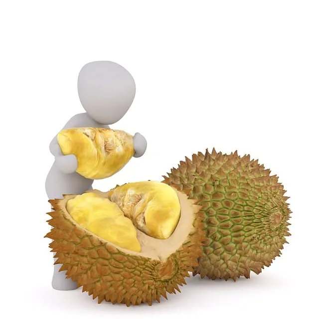 Free Jack Fruit Smelly Fruit illustration and picture