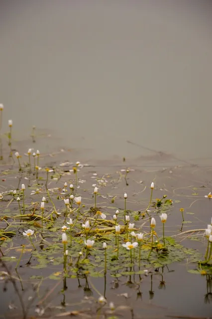 Free Plant Samsung Wallpaper photo and picture