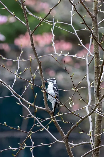 Free Hd Mobile Wallpaper 4K photo and picture