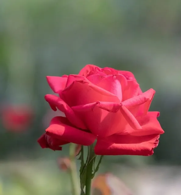 Free Rose Flower photo and picture