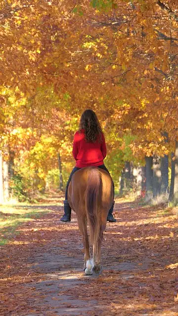 Free Horse Young Lady photo and picture