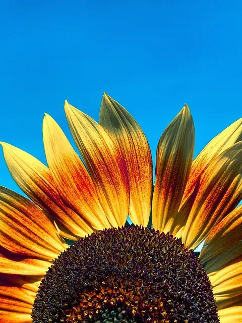 Free Sunflower Beautiful Flowers photo and picture