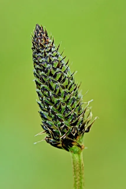 Free Nature Flower Background photo and picture