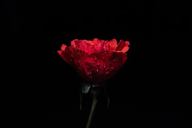 Free Rose Flower Wallpaper photo and picture