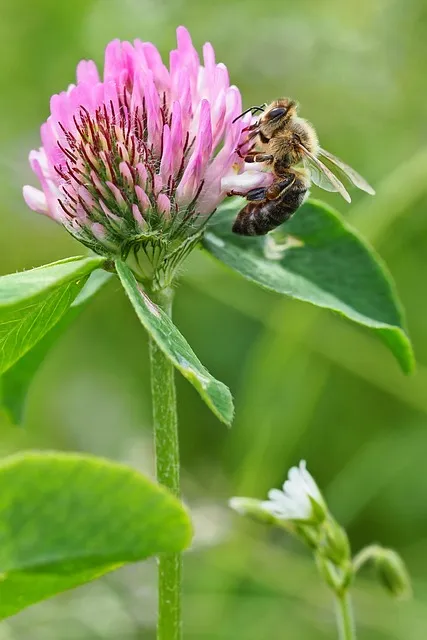 Free Bee Pollination photo and picture