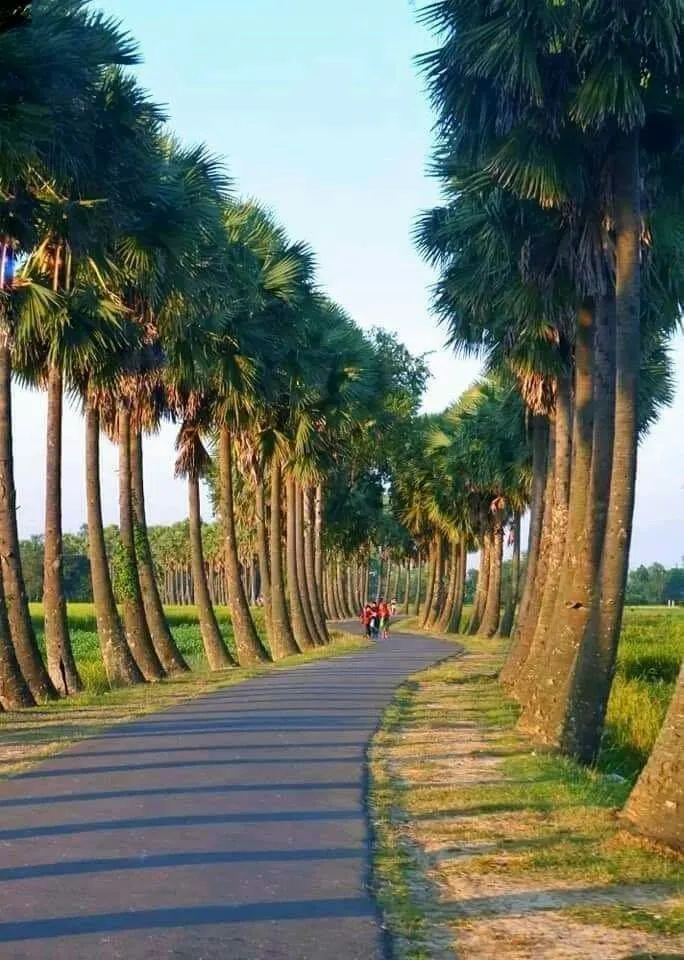 palm trees line the side of a road