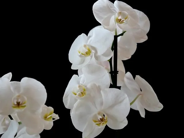 Free Orchid Flower photo and picture