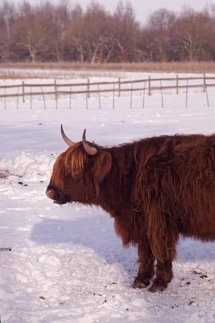 Free Galloway Beef photo and picture