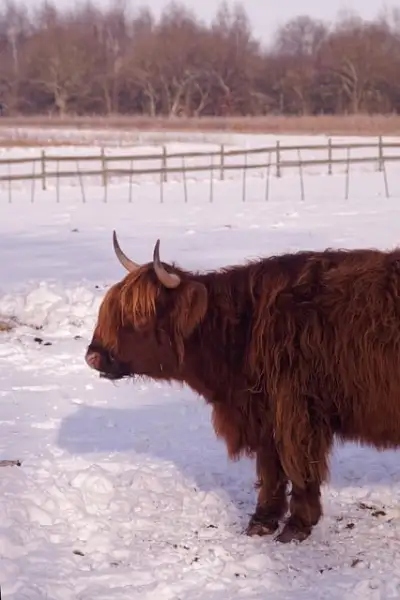 Free Galloway Beef photo and picture