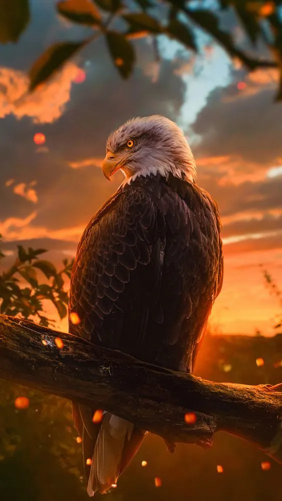 an eagle perched on a tree branch at sunset