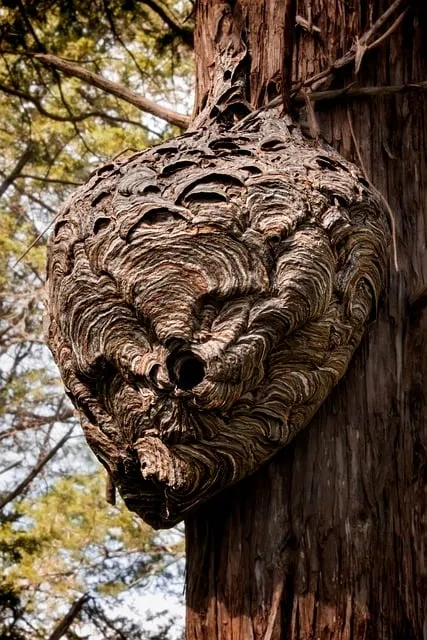 Free Wasp Nature photo and picture