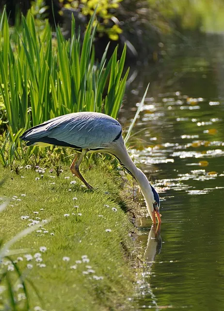 Free Heron Mobile Wallpaper 4K photo and picture