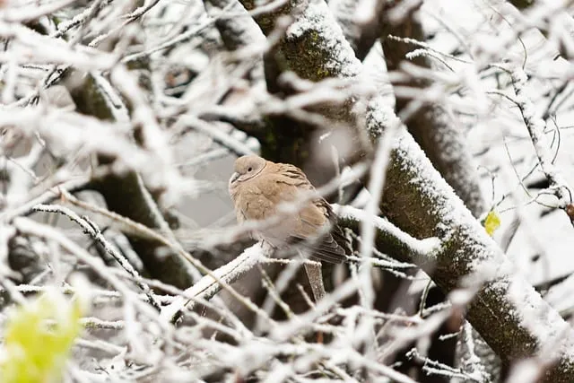 Free Snow Winter photo and picture