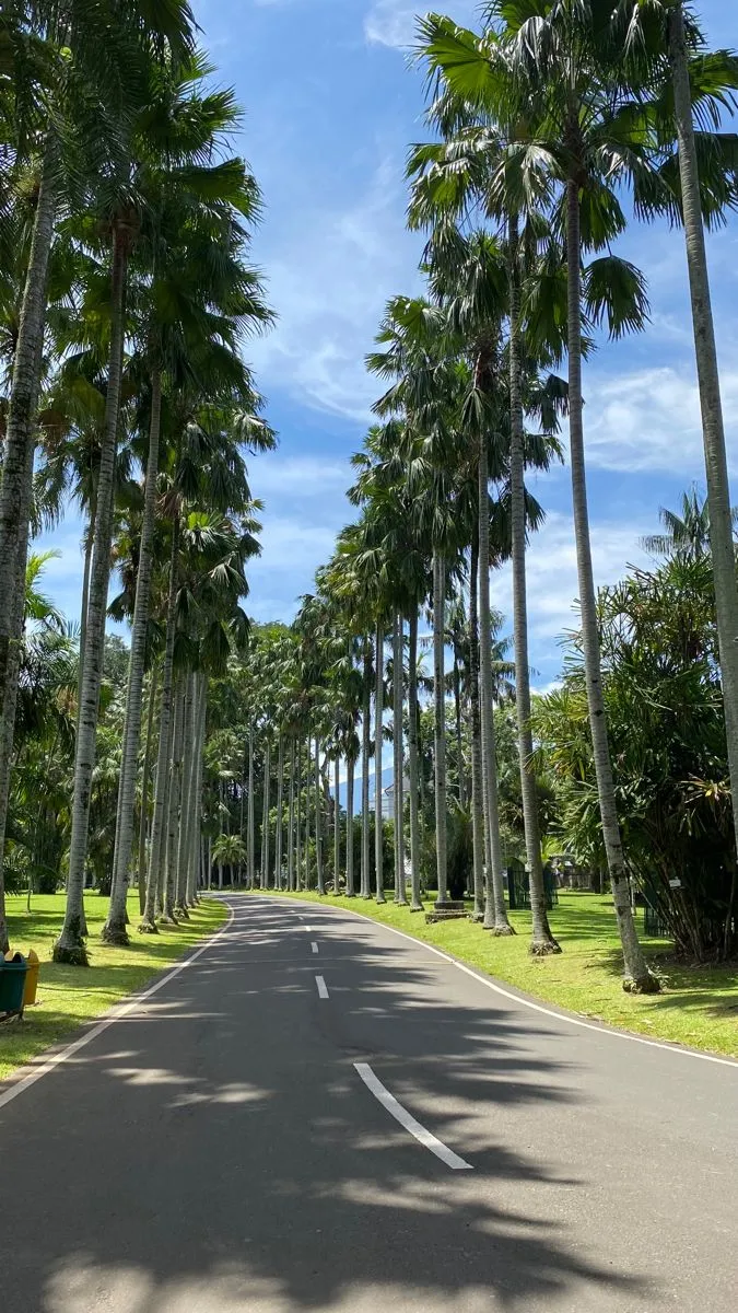 the road is lined with palm trees on both sides