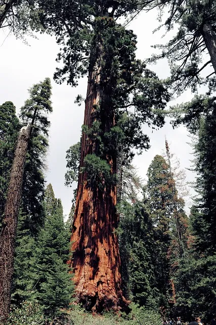 Free Nature Outdoor photo and picture