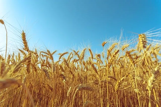 Free Agriculture Barley photo and picture