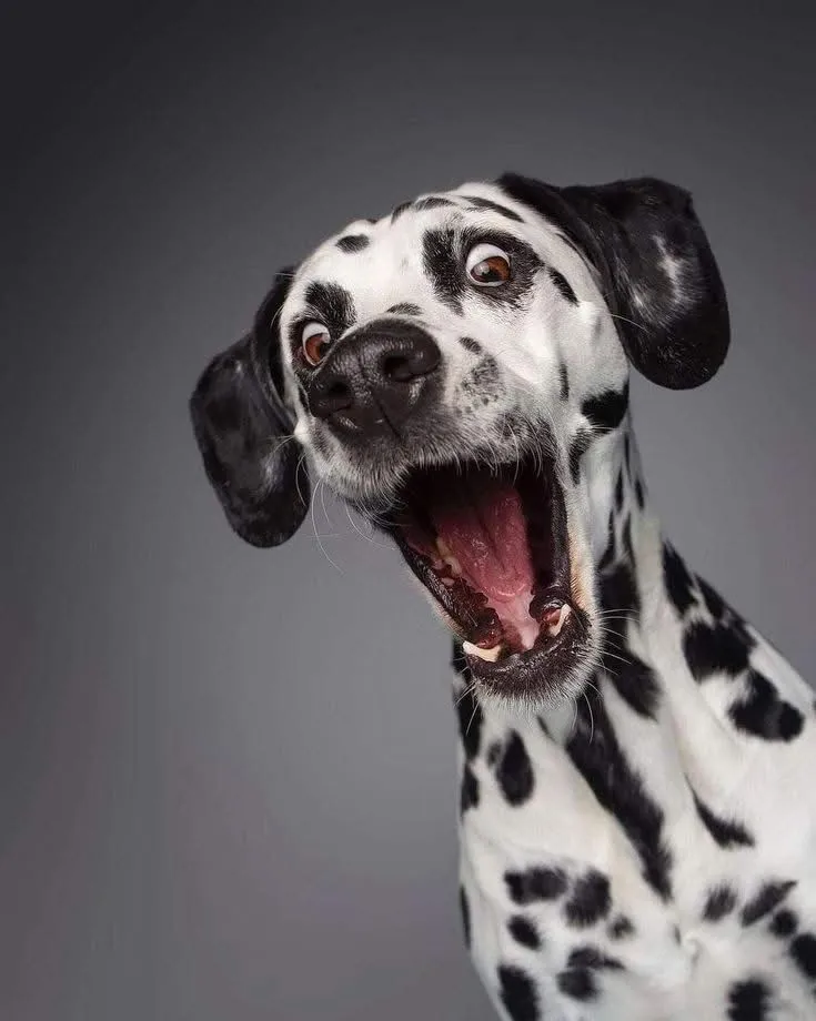 a dalmatian dog with its mouth open