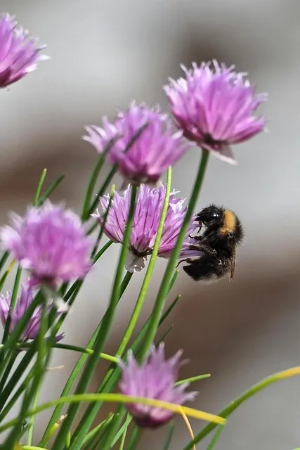 Free Bumblebee Pollination photo and picture